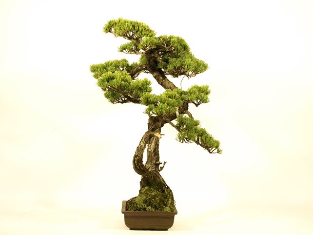 五葉松盆栽 双幹 No.a8-29 | 五葉松 専門盆栽園 松風園(しょうふうえん