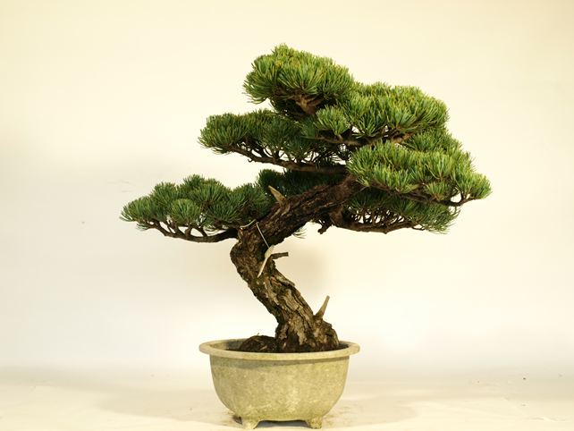 五葉松盆栽 模様木 No.a9-15 | 五葉松 専門盆栽園 松風園(しょうふう