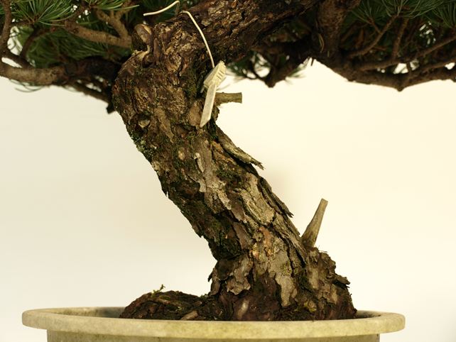 五葉松盆栽 模様木 No.a9-15 | 五葉松 専門盆栽園 松風園(しょうふう