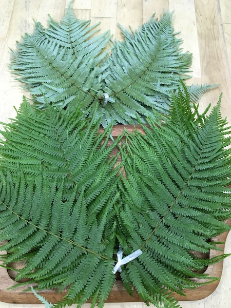 うらじろ 徳島産 | 株式会社 新紙浅