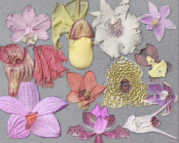 ようこそ！白石洋ラン園 ホーム ページへ