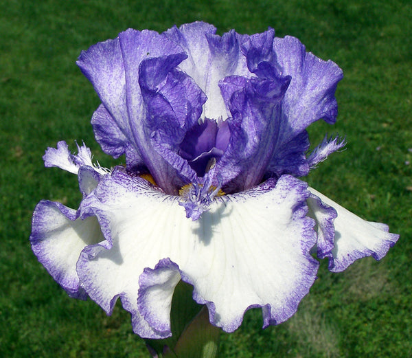 Texas Two Step – Sutton Iris