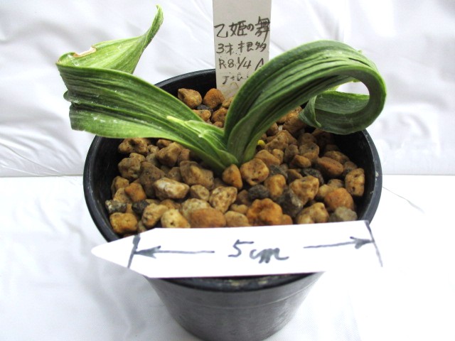 おもと販売ページ②