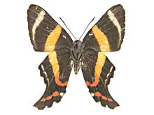 ニジイロシジミタテハ属その1