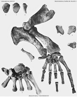 鰭脚類の化石 竜の口層