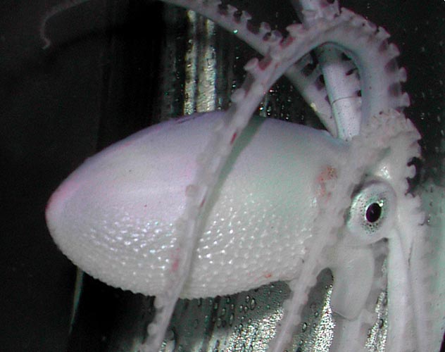 タコ図鑑011】ムラサキダコ | ウェブヒトデ