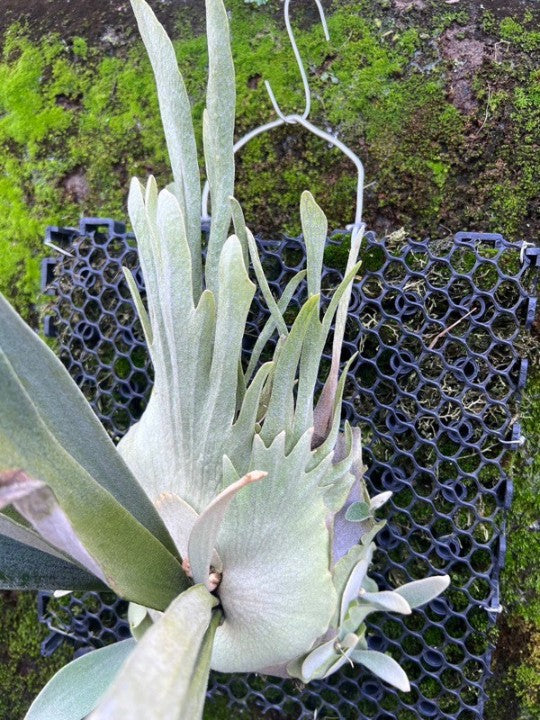 Platycerium Veitchii Auburn River | Welovetropicalplants