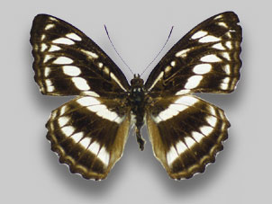 ヤエヤマイチモンジ標本