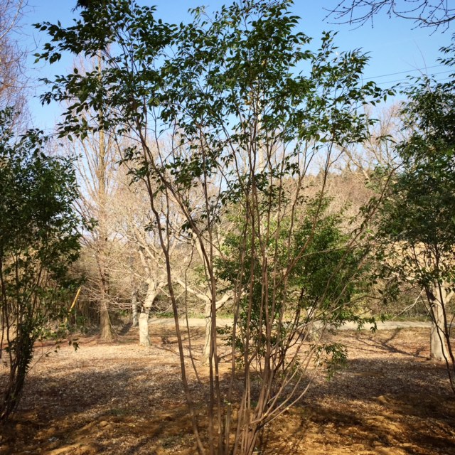 山採りハイノキ 3.0m その4 ※ショップ未掲載 | 八進緑産株式会社