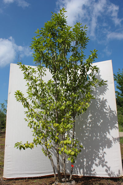 ソヨゴ掲載 2015/7/1 | 八進緑産株式会社