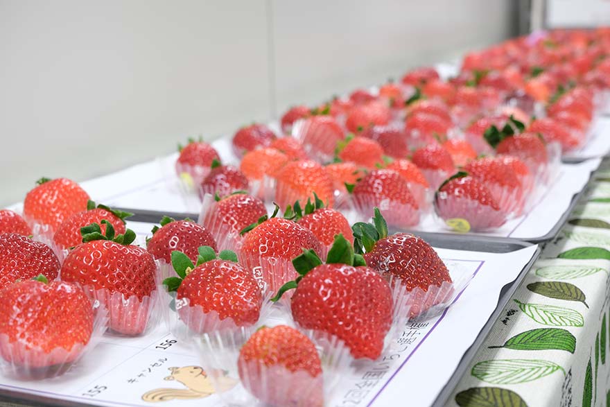 過去最大の出品数！ 『第2回全国いちご選手権』に潜入。 - 野菜大好き