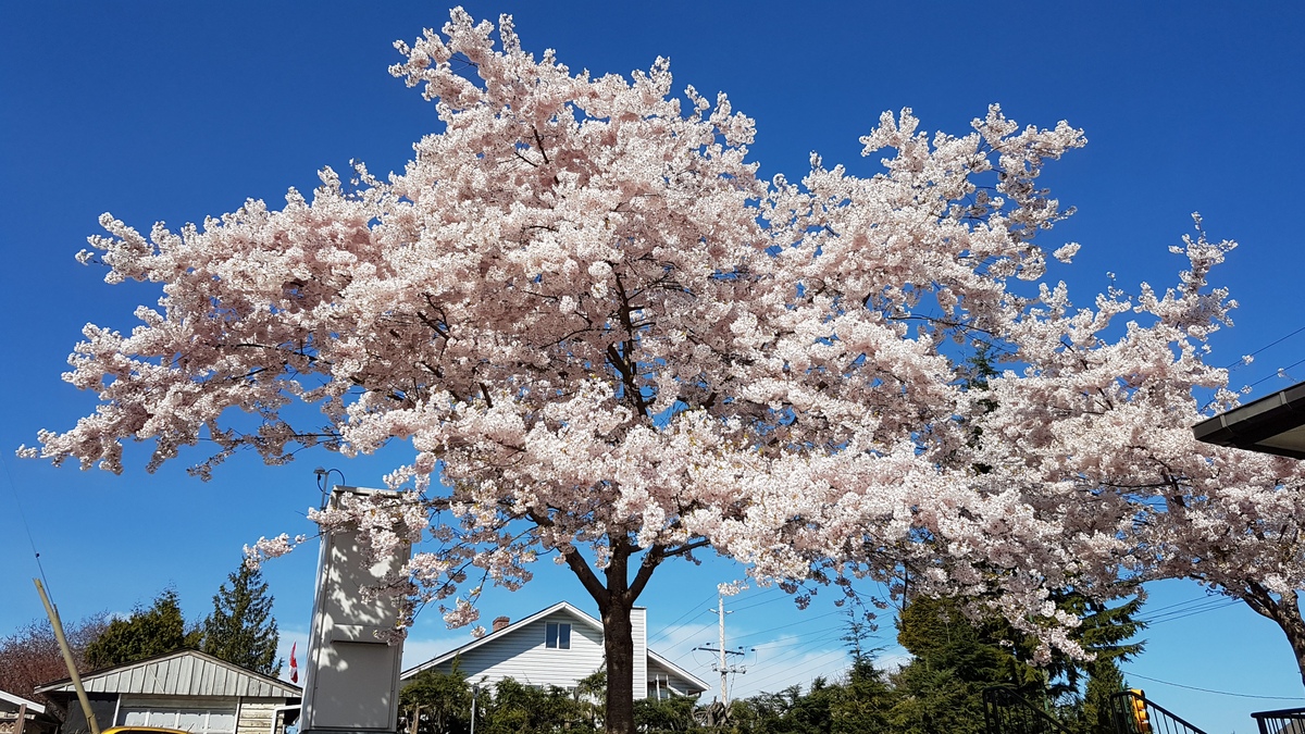 Where To See Cherry Blossoms in the Tri-Cities