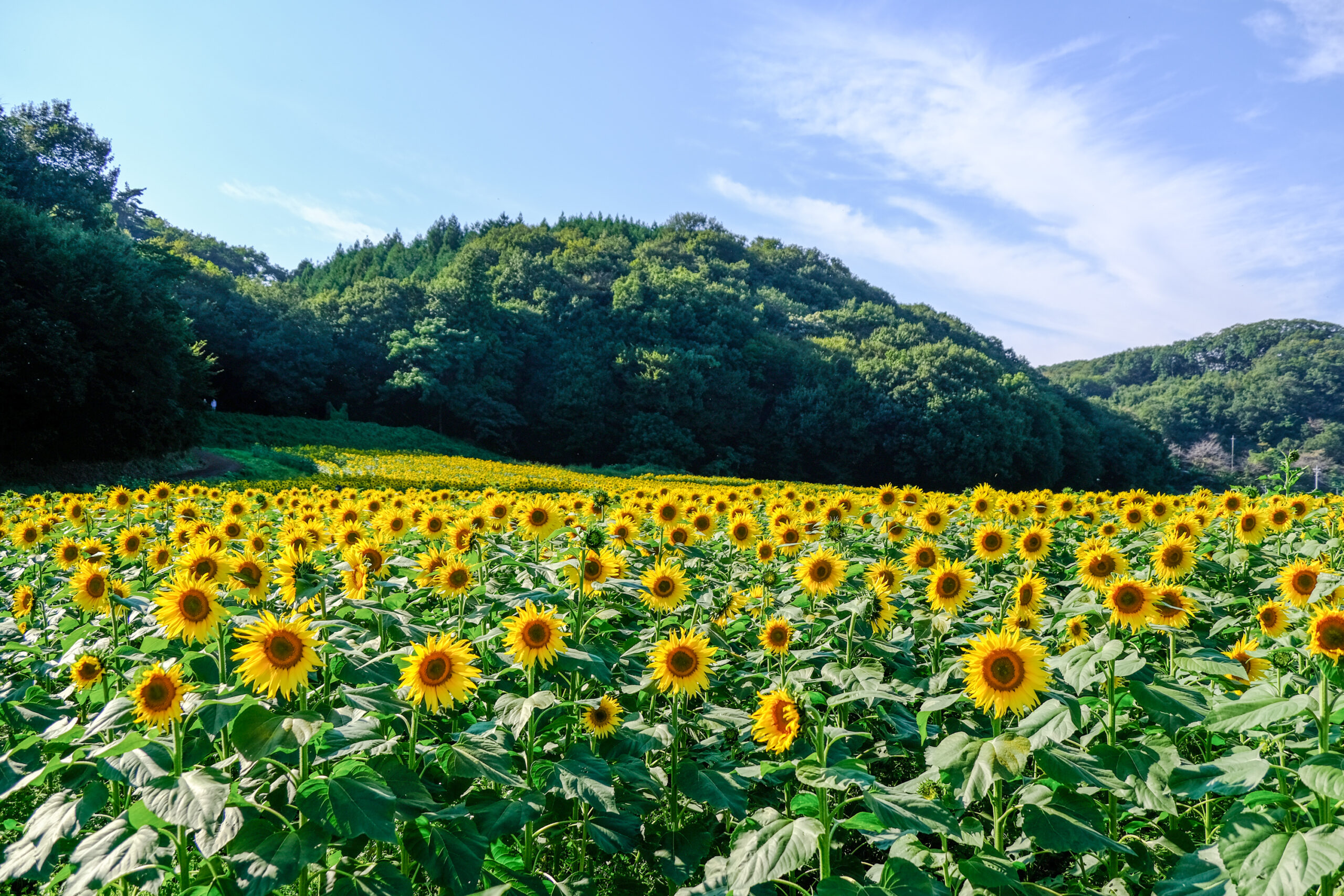 笠懸町吹上地区ひまわり花畑 | みどころ情報 | わたらせ渓谷鐵道が走る