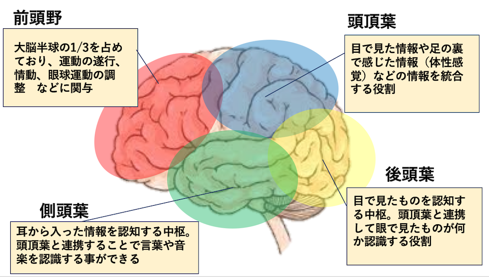 頭頂葉の働きをわかりやすく解説｜感覚・空間認知・注意との関係