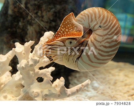 志摩マリンランド・オウムガイの写真素材 [7934828] - PIXTA