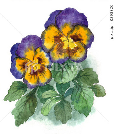 花 パンジー メルヘンのイラスト素材 [3298326] - PIXTA