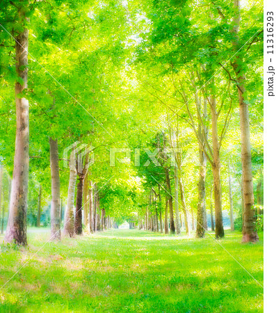 幻想的な森の中の空間 自然の街道の写真素材 [11316293] - PIXTA