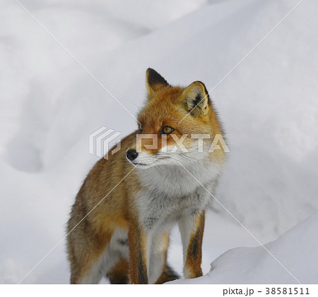 ホンドギツネ アカギツネ キツネ 狐 Japanese Red Fox 野性動物 雪 冬