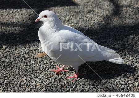 ♪ぽっぽっぽーはとぽっぽー♪♪ ・・・鳩・・・の写真素材 [46643409