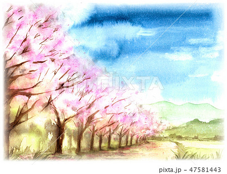 水彩で描いた桜並木の風景画のイラスト素材 [47581443] - PIXTA
