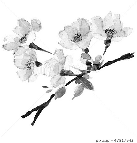 さくら 満開 水墨画 モノトーン 薄墨 のイラスト素材 [47817942] - PIXTA