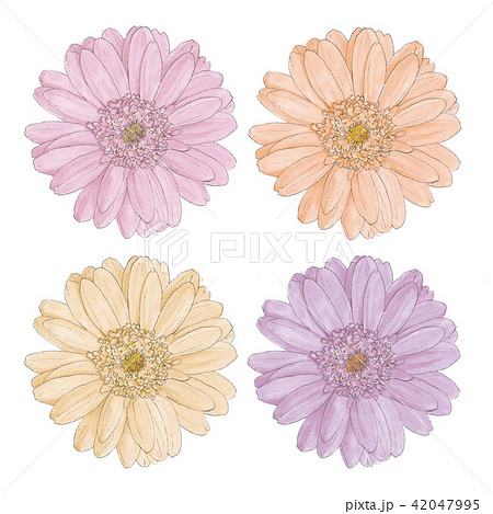 ガーベラの手描きイラストのイラスト素材 [42047995] - PIXTA