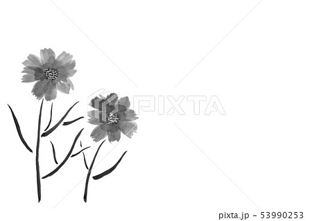 コスモス 花 水墨画イラスト グレー 手描きのイラスト素材 [53990253