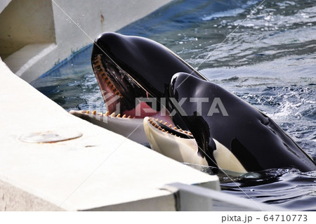 シャチの歯の写真素材 [64710773] - PIXTA