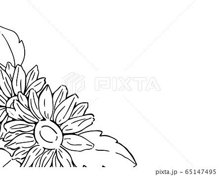 向日葵 モノクロ フレームのイラスト素材 [65147495] - PIXTA