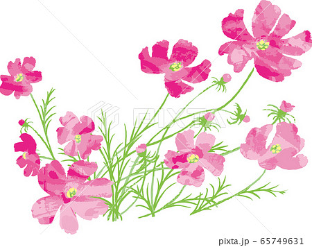 風に揺れるコスモスのベクターイラストのイラスト素材 [65749631] - PIXTA