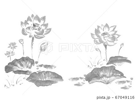水墨_蓮_モノクロのイラスト素材 [67049116] - PIXTA