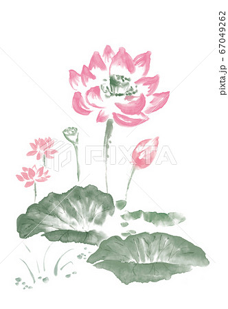 水墨_蓮1_カラーのイラスト素材 [67049262] - PIXTA