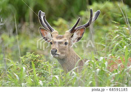 袋角の状態のエゾシカ（北海道）の写真素材 [68591185] - PIXTA