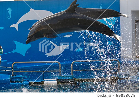 躍動感溢れるイルカショーの写真素材 [69853078] - PIXTA