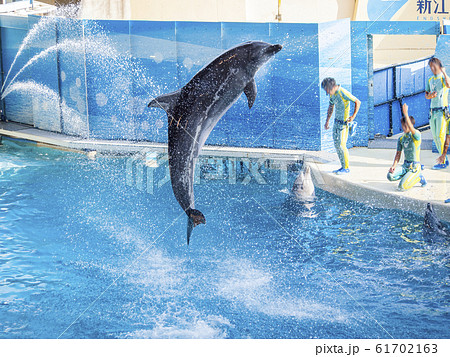 イルカ イルカショーの写真素材 [61702163] - PIXTA
