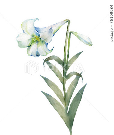 ユリの花 水彩画 シルバーフレーム ユリの花 水彩画 シルバーフレーム