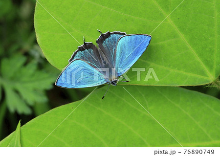 開翅するハヤシミドリシジミのオスの写真素材 [76890749] - PIXTA