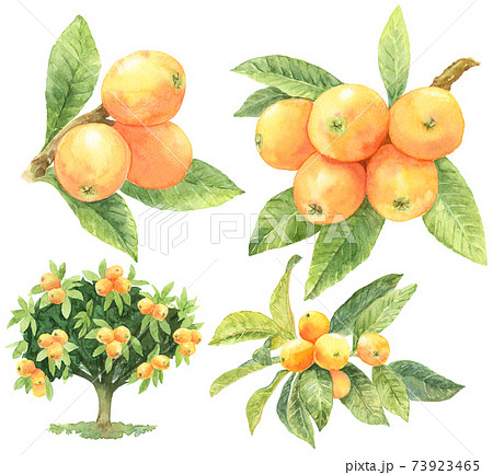 水彩びわ素材_木や枝のイラスト素材 [73923465] - PIXTA