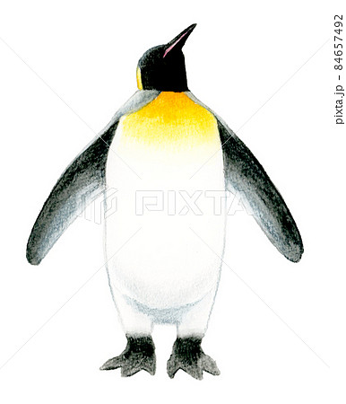 空を見上げるキングペンギンのイラスト 手描き水彩イラスト素材の