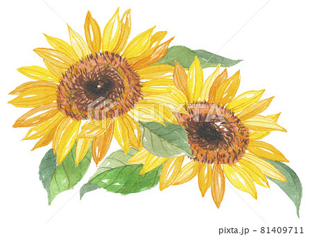 向日葵 ひまわり 2本のイラスト素材 [81409711] - PIXTA