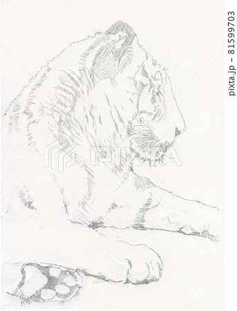 鉛筆で描いたトラの横顔のイラスト素材 [81599703] - PIXTA
