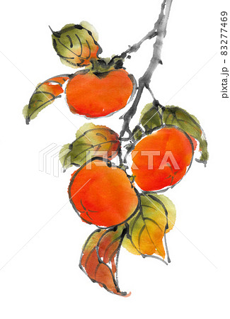 水墨画技法で描かれた柿の枝のイラスト素材 [83277469] - PIXTA