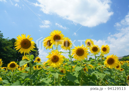 ひまわり32の写真素材 [94129513] - PIXTA