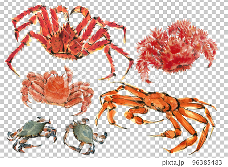 水彩で描いたタラバ蟹 花咲蟹 ズワイガニ 渡蟹 毛蟹のセットイラスト