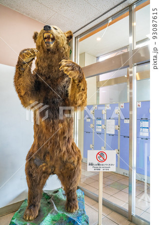 熊の剥製 のぼりべつクマ牧場（北海道登別市）の写真素材 [93087615