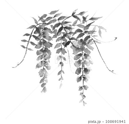 藤の花の水墨画 墨絵のイラスト素材 [108691941] - PIXTA