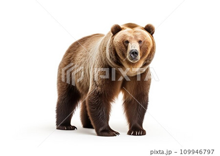 ヒグマのイメージ07のイラスト素材 [109946797] - PIXTA