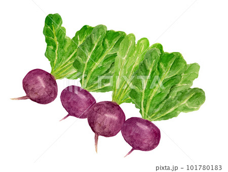 並べた温海かぶの手描き水彩イラストのイラスト素材 [101780183] - PIXTA