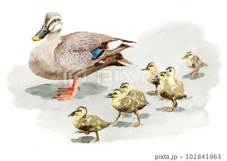アナログ水彩カルガモ親子の散歩のイラスト素材 [102841963] - PIXTA