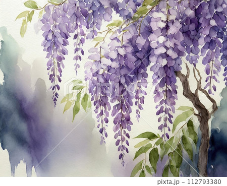 木の枝に垂れ下がる藤の花の水彩画のイラスト素材 [112793380] - PIXTA